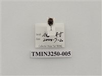 藏品(圓斑食植瓢蟲)的圖片